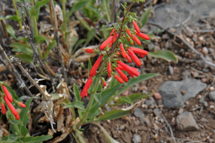 Firecracker Penstemon has green narrow basal leaves and hanging red flowers toward the upper end of the stem. This species readily attracts hummingbirds. Penstemon eatonii